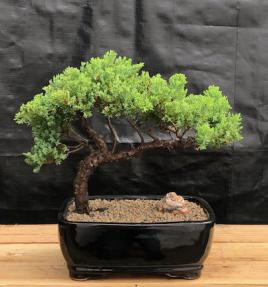 Juniper Bonsai Tree - Trained <br><i>(juniper procumbens nana)</i>