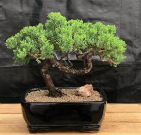 Juniper Bonsai Tree - Trained <br><i>(juniper procumbens nana)</i>