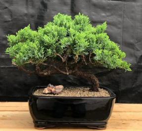 Juniper Bonsai Tree - Trained <br><i>(juniper procumbens nana)</i>