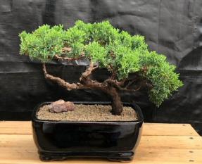 Juniper Bonsai Tree - Trained <br><i>(juniper procumbens nana)</i>