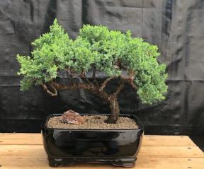 Juniper Bonsai Tree - Trained <br><i>(juniper procumbens nana)</i>