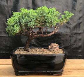 Juniper Bonsai Tree - Trained <br><i>(juniper procumbens nana)</i>