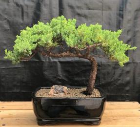 Juniper Bonsai Tree - Trained <br><i>(juniper procumbens nana)</i>