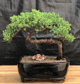 Juniper Bonsai Tree - Trained <br><i>(juniper procumbens nana)</i>