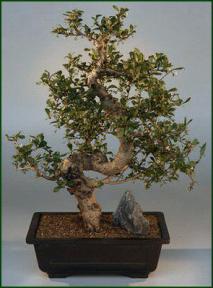 Fukien Tea Bonsai Tree<br><i>(carmona)</i>