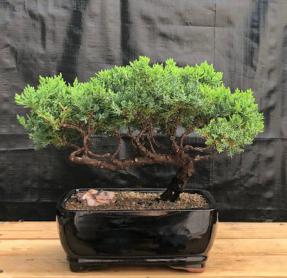 Juniper Bonsai Tree - Trained <br><i>(juniper procumbens nana)</i>