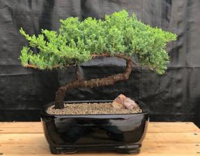 Juniper Bonsai Tree - Trained <br><i>(juniper procumbens nana)</i>