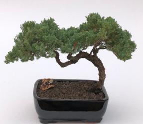 Juniper Bonsai Tree - Trained <br><i>(juniper procumbens nana)</i>