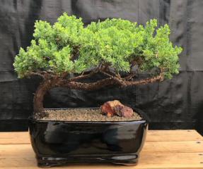 Juniper Bonsai Tree - Trained <br><i>(juniper procumbens nana)</i>