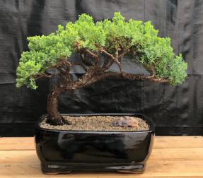 Juniper Bonsai Tree - Trained <br><i>(juniper procumbens nana)</i>