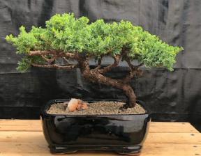 Juniper Bonsai Tree - Trained <br><i>(juniper procumbens nana)</i>