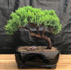 Juniper Bonsai Tree - Trained <br><i>(juniper procumbens nana)</i>