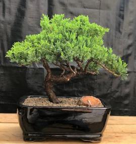 Juniper Bonsai Tree - Trained <br><i>(juniper procumbens nana)</i>