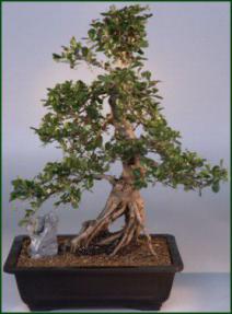 Fukien Tea Bonsai Tree<br><i>(ehretia microphylla)</i>