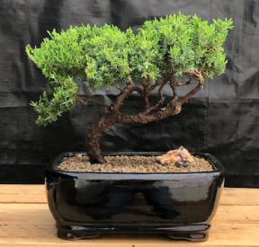 Juniper Bonsai Tree - Trained <br><i>(juniper procumbens nana)</i>