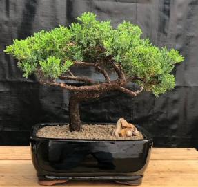 Juniper Bonsai Tree - Trained <br><i>(juniper procumbens nana)</i>