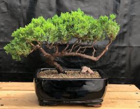 Juniper Bonsai Tree - Trained <br><i>(juniper procumbens nana)</i>