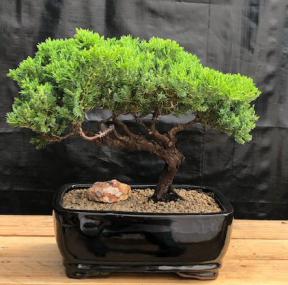 Juniper Bonsai Tree - Trained <br><i>(juniper procumbens nana)</i>