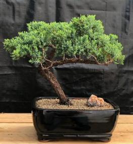 Juniper Bonsai Tree - Trained <br><i>(juniper procumbens nana)</i>