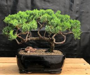 Juniper Bonsai Tree - Trained <br><i>(juniper procumbens nana)</i>