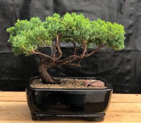 Juniper Bonsai Tree - Trained <br><i>(juniper procumbens nana)</i>