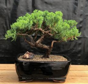 Juniper Bonsai Tree - Trained <br><i>(juniper procumbens nana)</i>