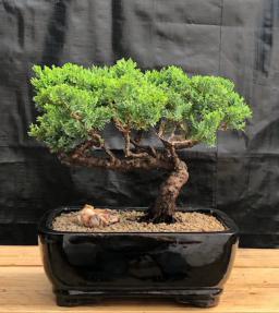 Juniper Bonsai Tree - Trained <br><i>(juniper procumbens nana)</i>