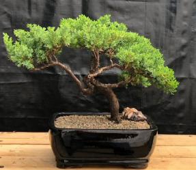 Juniper Bonsai Tree - Trained <br><i>(juniper procumbens nana)</i>