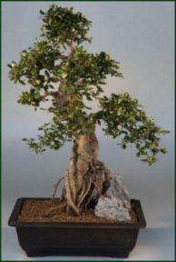 Fukien Tea Bonsai Tree<br><i>(ehretia microphylla)</i>