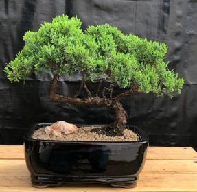 Juniper Bonsai Tree - Trained <br><i>(juniper procumbens nana)</i>