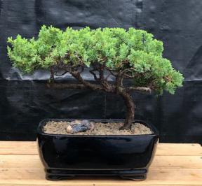 Juniper Bonsai Tree - Trained <br><i>(juniper procumbens nana)</i>