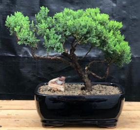 Juniper Bonsai Tree - Trained <br><i>(juniper procumbens nana)</i>