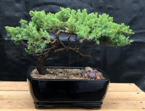 Juniper Bonsai Tree - Trained <br><i>(juniper procumbens nana)</i>