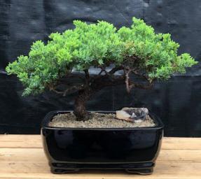 Juniper Bonsai Tree - Trained <br><i>(juniper procumbens nana)</i>