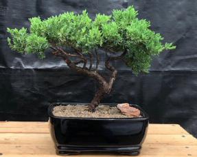 Juniper Bonsai Tree - Trained <br><i>(juniper procumbens nana)</i>