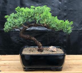 Juniper Bonsai Tree - Trained <br><i>(juniper procumbens nana)</i>