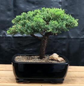 Juniper Bonsai Tree - Trained <br><i>(juniper procumbens nana)</i>