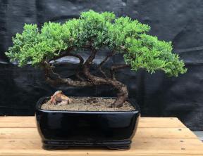 Juniper Bonsai Tree - Trained <br><i>(juniper procumbens nana)</i>