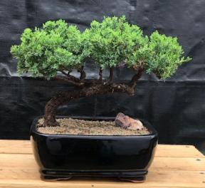 Juniper Bonsai Tree - Trained <br><i>(juniper procumbens nana)</i>