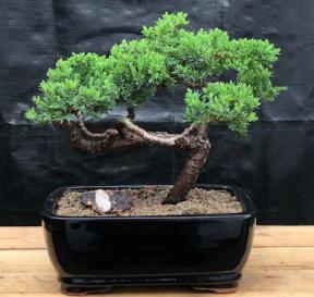 Juniper Bonsai Tree - Trained <br><i>(juniper procumbens nana)</i>