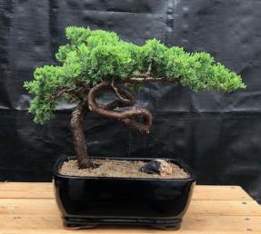 Juniper Bonsai Tree - Trained <br><i>(juniper procumbens nana)</i>