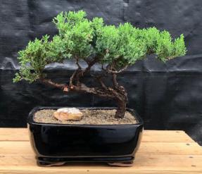 Juniper Bonsai Tree - Trained <br><i>(juniper procumbens nana)</i>