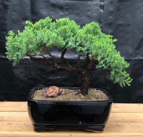 Juniper Bonsai Tree - Trained <br><i>(juniper procumbens nana)</i>