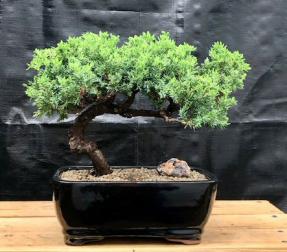 Juniper Bonsai Tree - Trained <br><i>(juniper procumbens nana)</i>