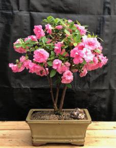 Flowering Rosebud Azalea Bonsai Tree<br>( Rhododendron 'Rosebud')