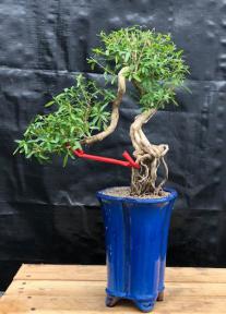 Chinese Flowering White Serissa <br>Bonsai Tree of a Thousand Stars<br>Raised Roots & Semi Cascade Style<br>(serissa japonica)</i>