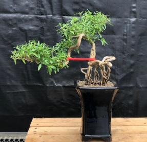 Chinese Flowering White Serissa <br>Bonsai Tree of a Thousand Stars<br>Raised Roots & Semi Cascade Style<br>(serissa japonica)</i>