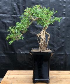 Chinese Flowering White Serissa <br>Bonsai Tree of a Thousand Stars<br>Raised Roots & Semi Cascade Style<br>(serissa japonica)</i>