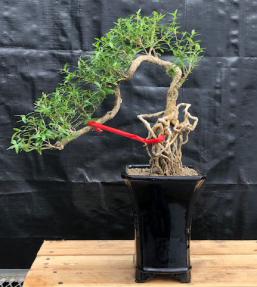 Chinese Flowering White Serissa <br>Bonsai Tree of a Thousand Stars <br>Raised Roots & Semi Cascade Style<br>(serissa japonica)</i>