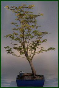 Japanese Maple Bonsai Tree<br><i>(acer palmatum)</i>